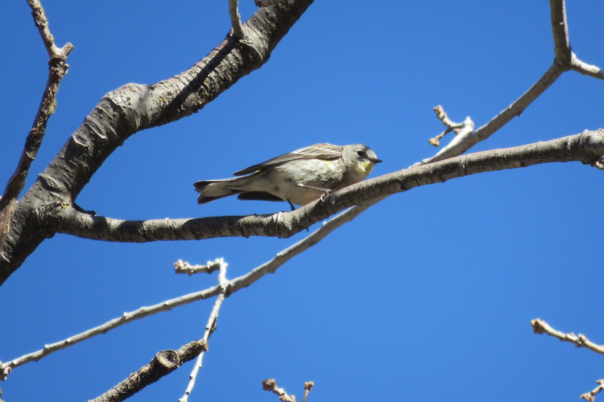 Yellow-rumped Warbler (Audubon's) - ML650396619