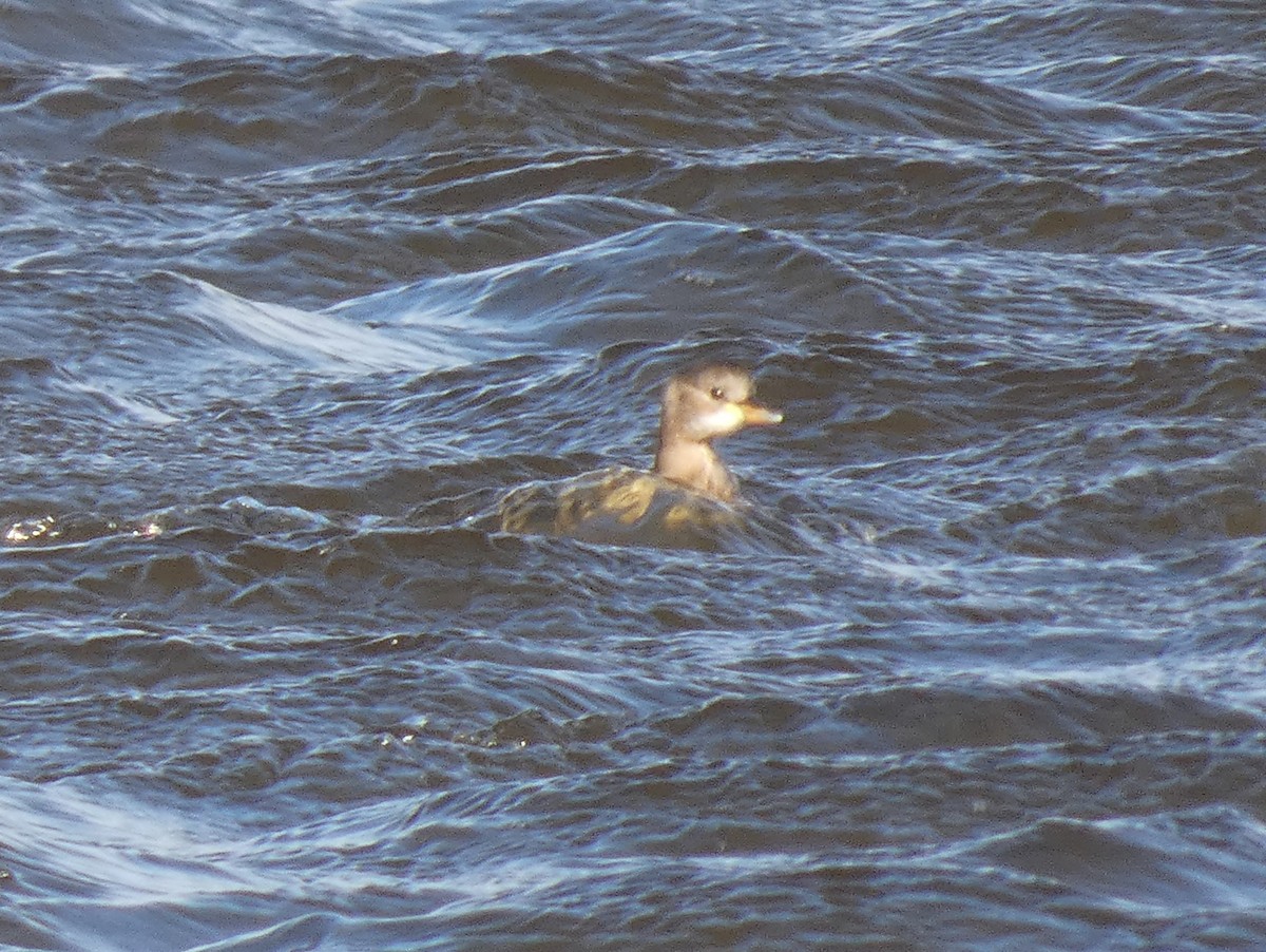 Zampullín Común - ML650396621