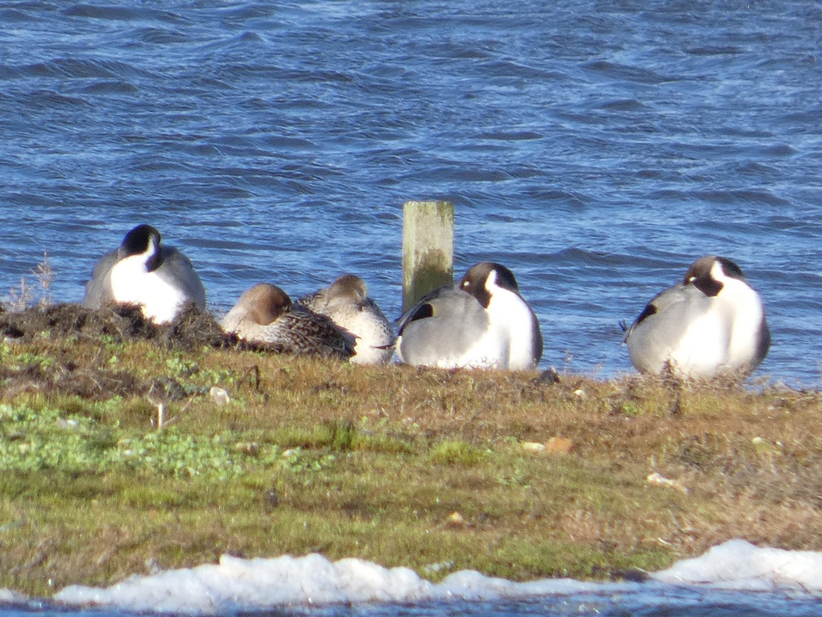 Ánade Rabudo - ML650396627