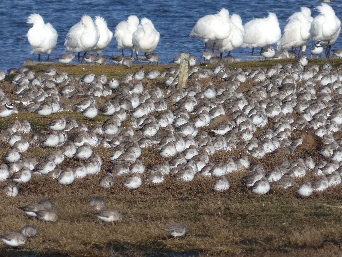 Correlimos Común - ML650396632