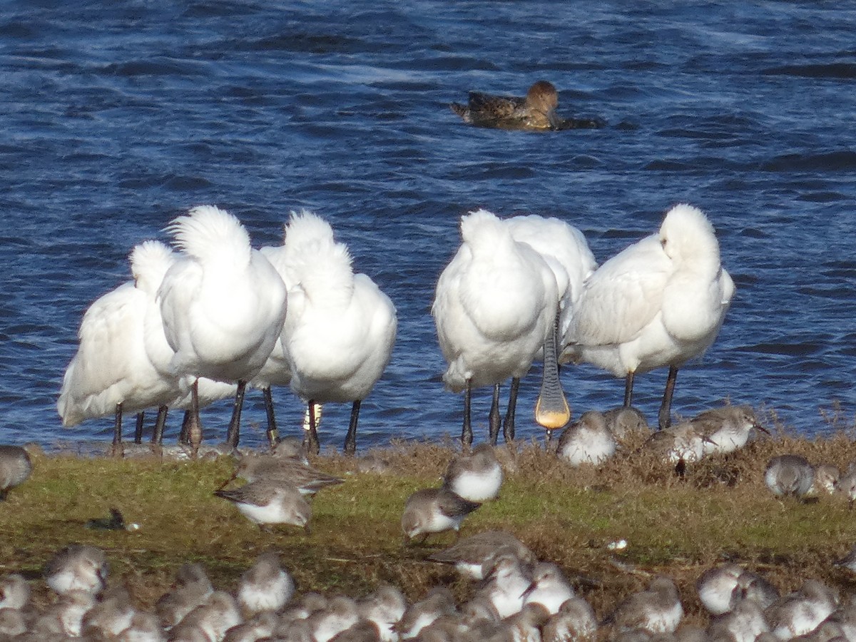 Espátula Común - ML650396653