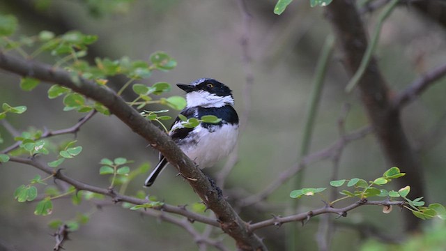 Pygmy Batis - ML650396870
