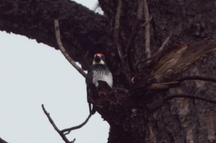 Acorn Woodpecker - ML65039711