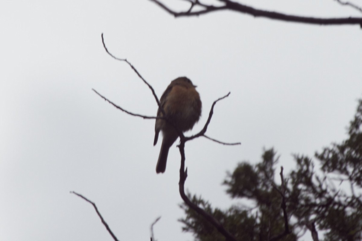 Buff-breasted Flycatcher - ML65039741