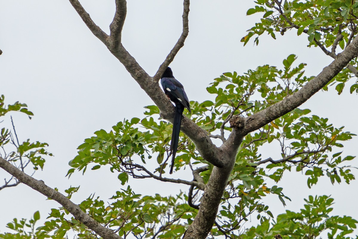 Green Woodhoopoe - ML650397418