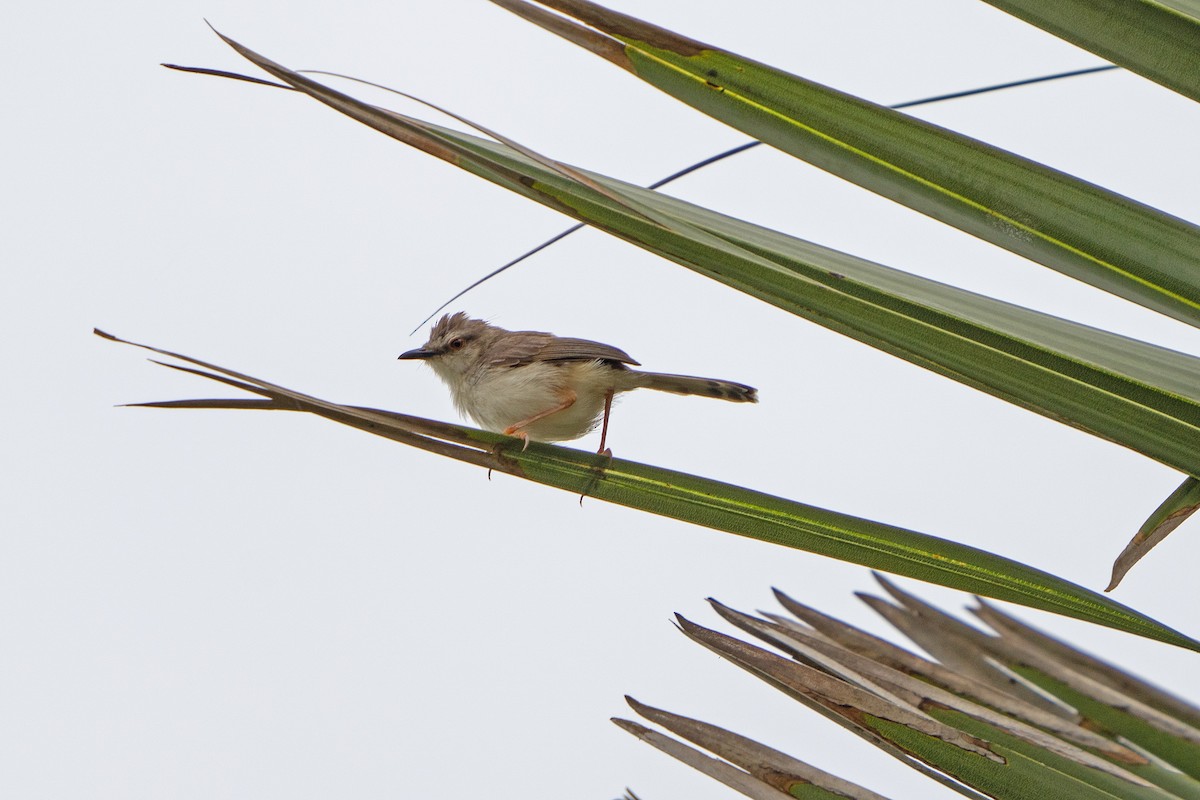 Tawny-flanked Prinia - ML650397546