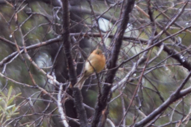 Tufted Flycatcher - ML65039761