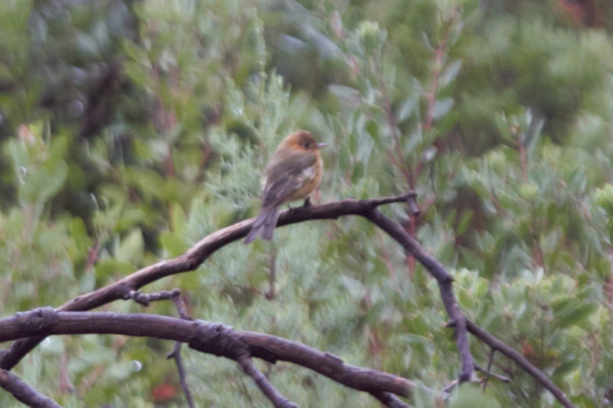 Tufted Flycatcher - ML65039801