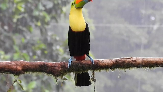 Keel-billed Toucan - ML650398177