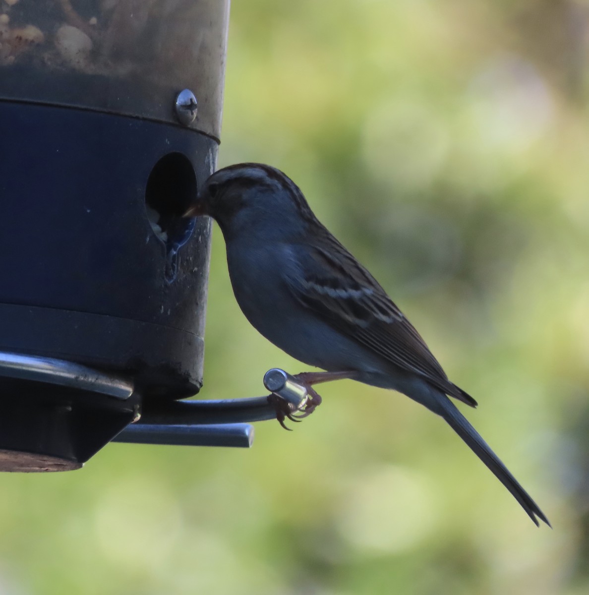 Chingolo Cejiblanco - ML650398218