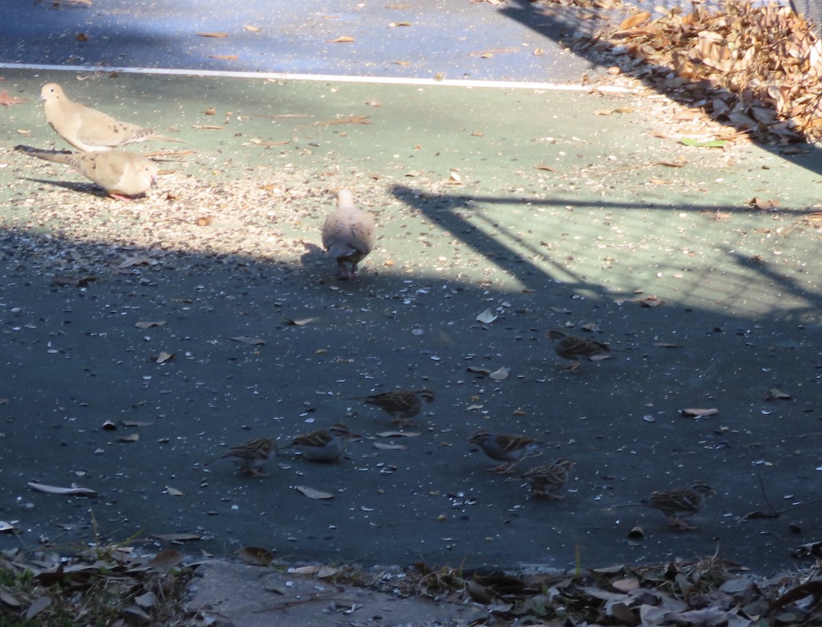 Chingolo Cejiblanco - ML650398219