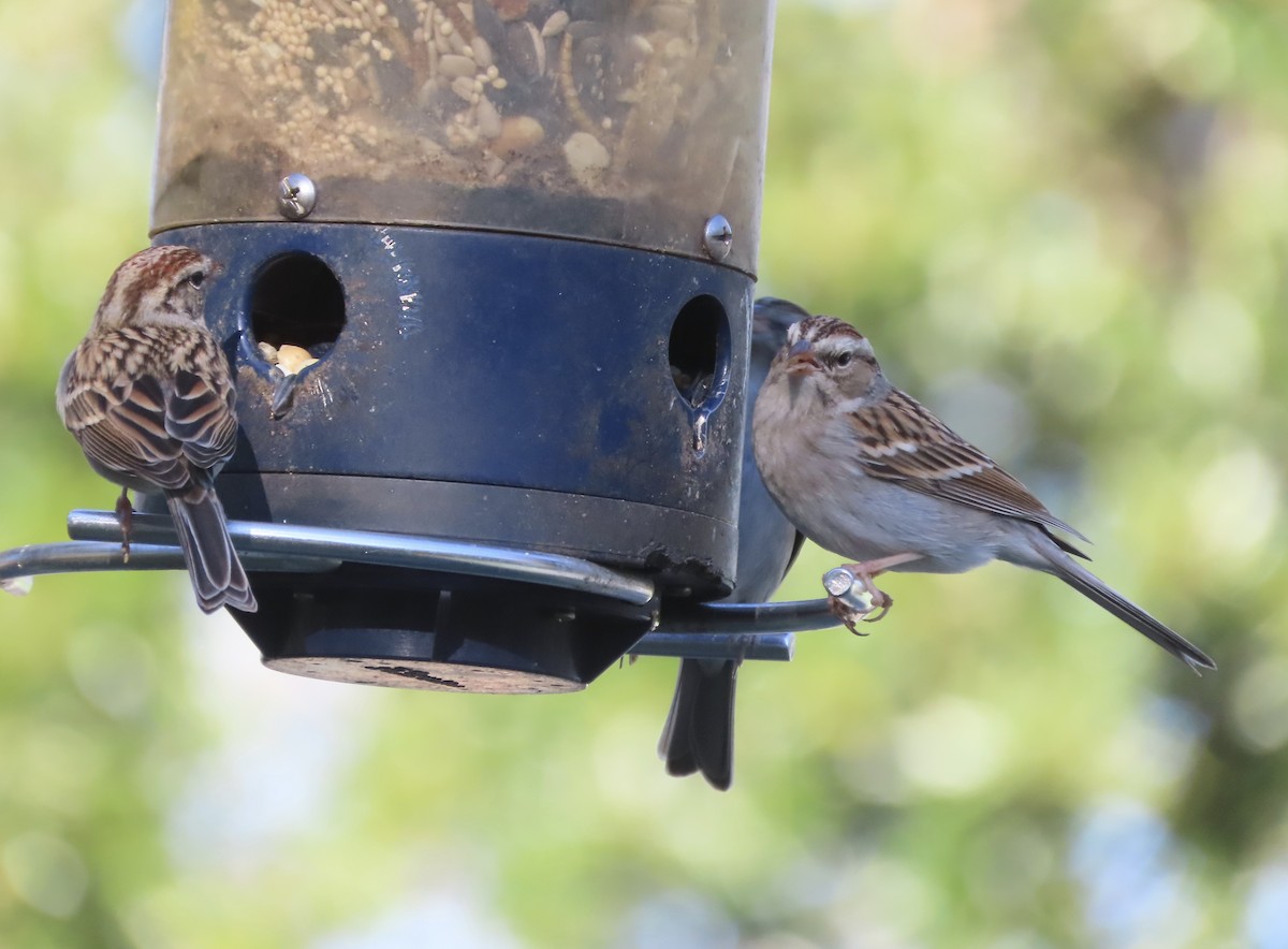 Chingolo Cejiblanco - ML650398222