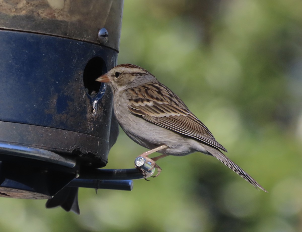 Chingolo Cejiblanco - ML650398223