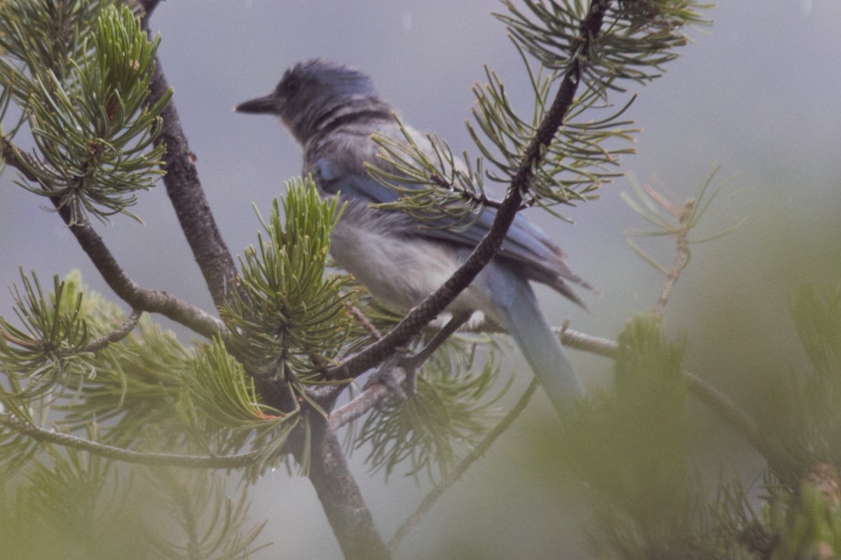 Woodhouse's Scrub-Jay - ML65039831