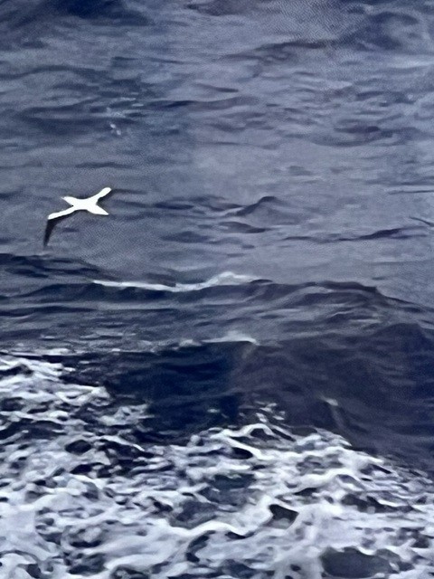 Maskentölpel - ML650398533