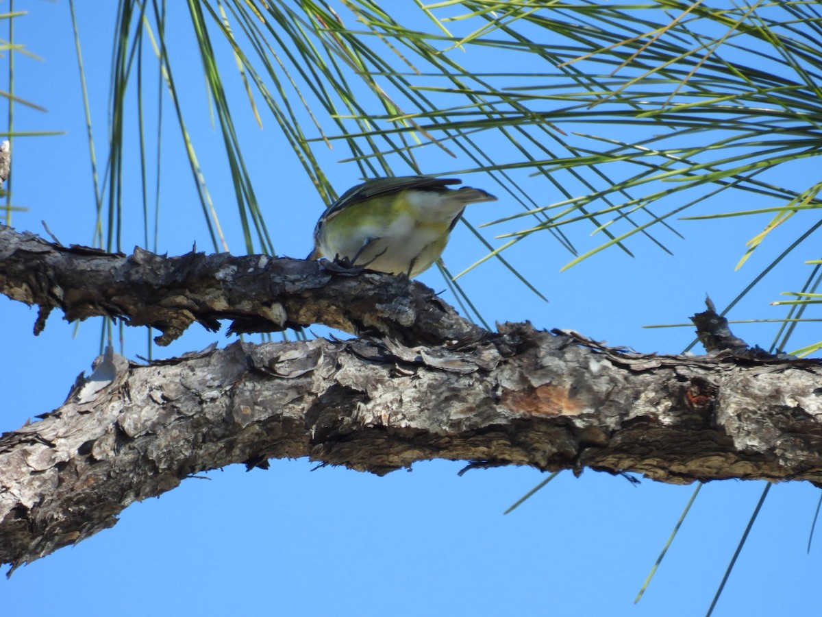 Віреон сизоголовий - ML650398538