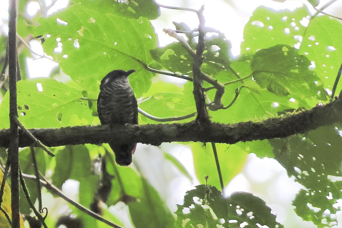 White-eared Bronze-Cuckoo - ML650398542