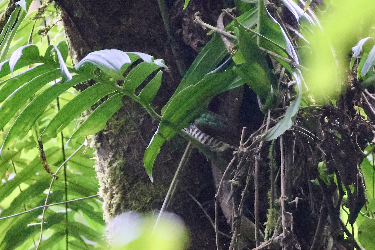 White-eared Bronze-Cuckoo - ML650398618