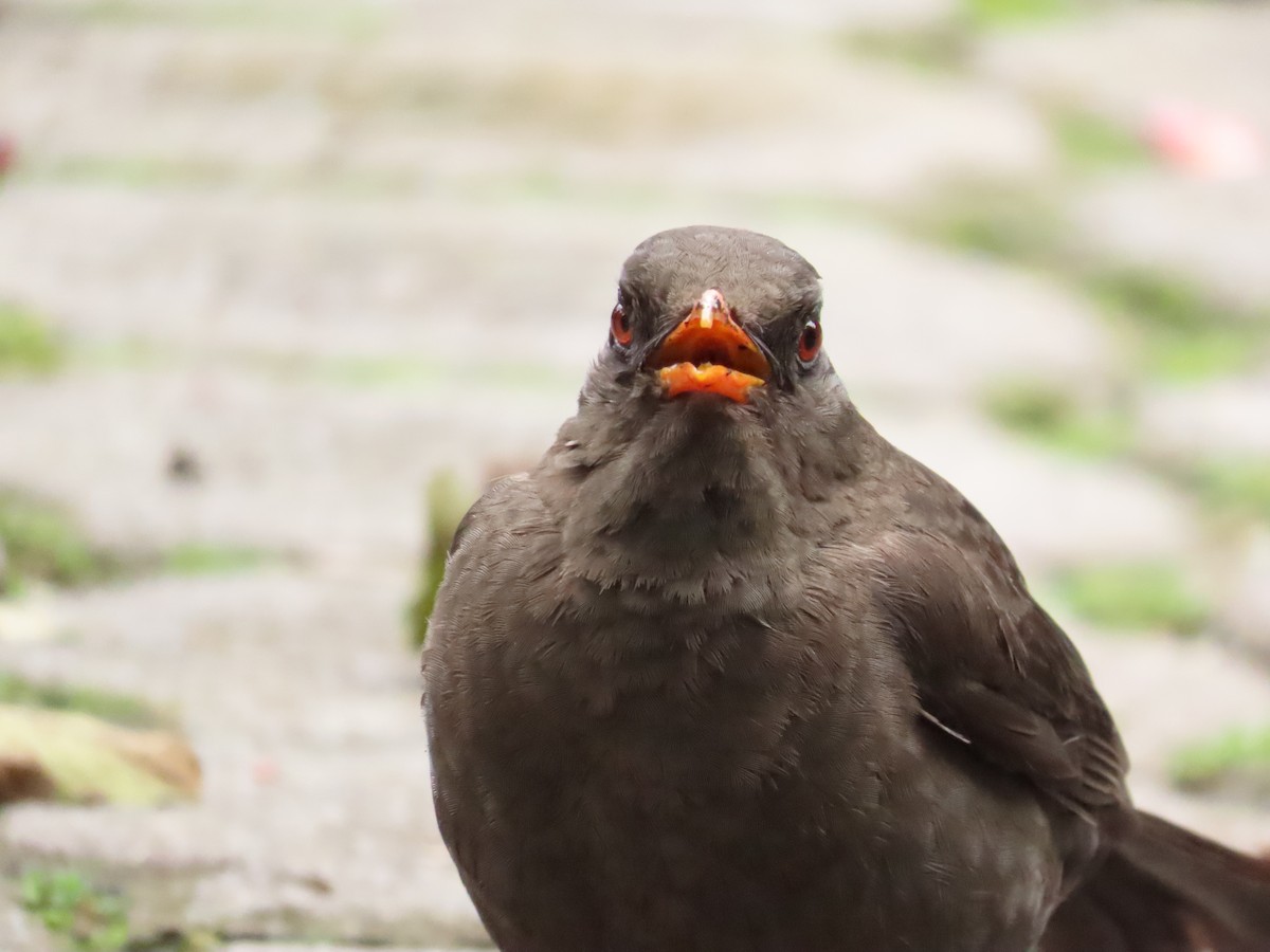 Great Thrush - ML650398928