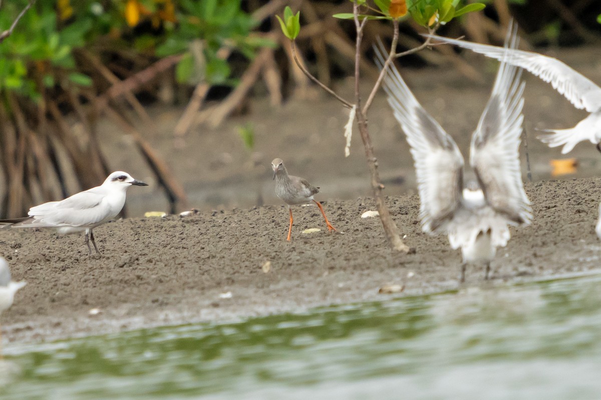 Common Redshank - ML650398931
