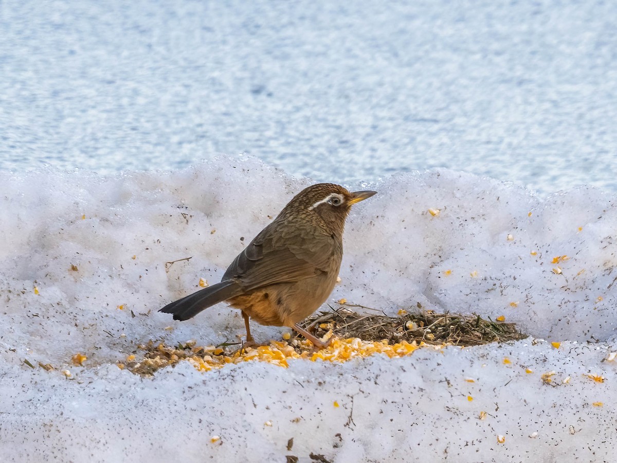 Chinese Hwamei - ML650398932