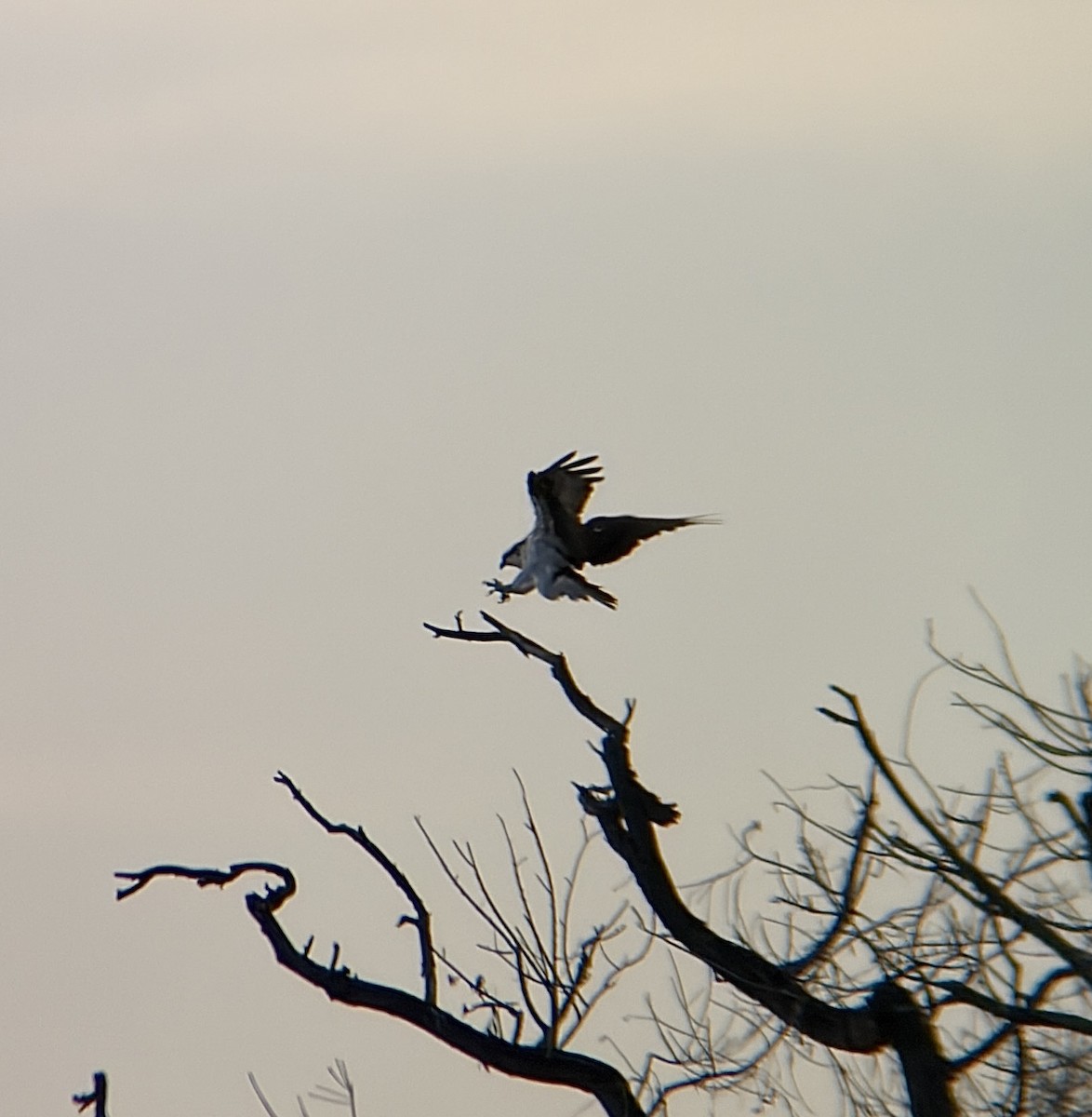 Osprey - ML650398933