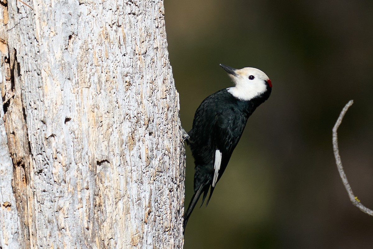 White-headed Woodpecker - ML650398934