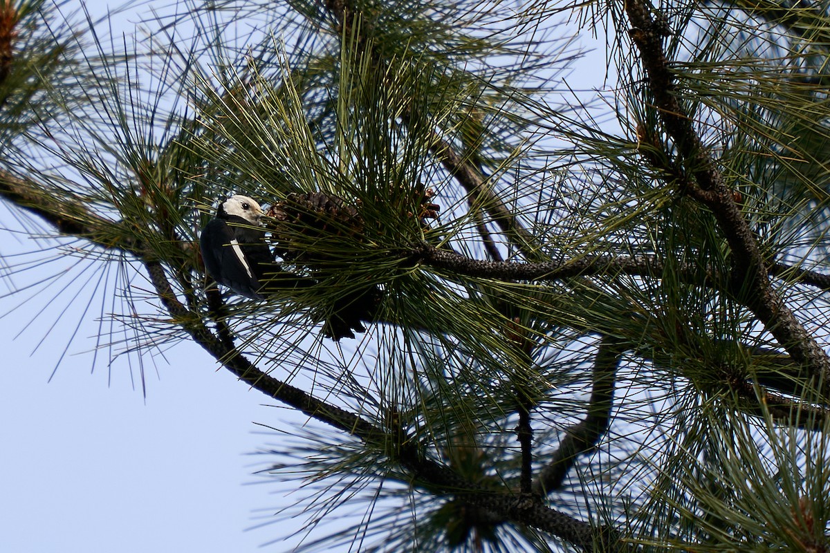 White-headed Woodpecker - ML650398935