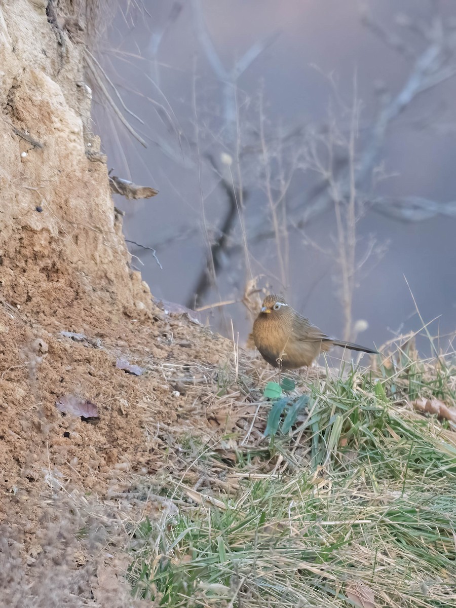 Chinese Hwamei - ML650398937