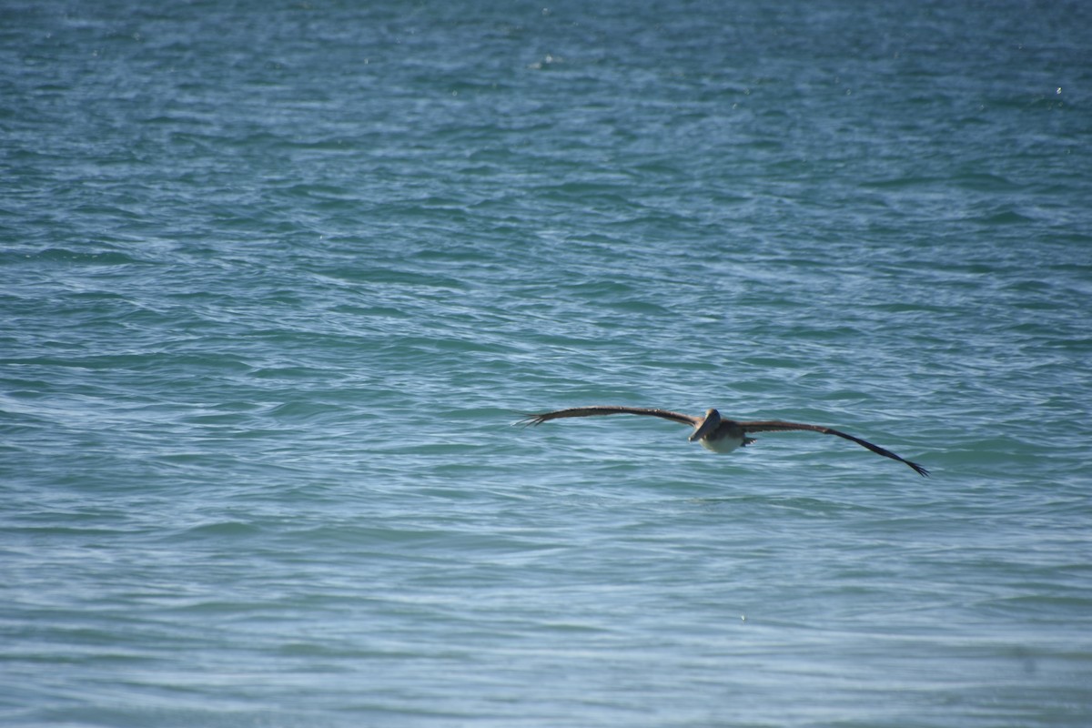 Brown Pelican - ML650398939