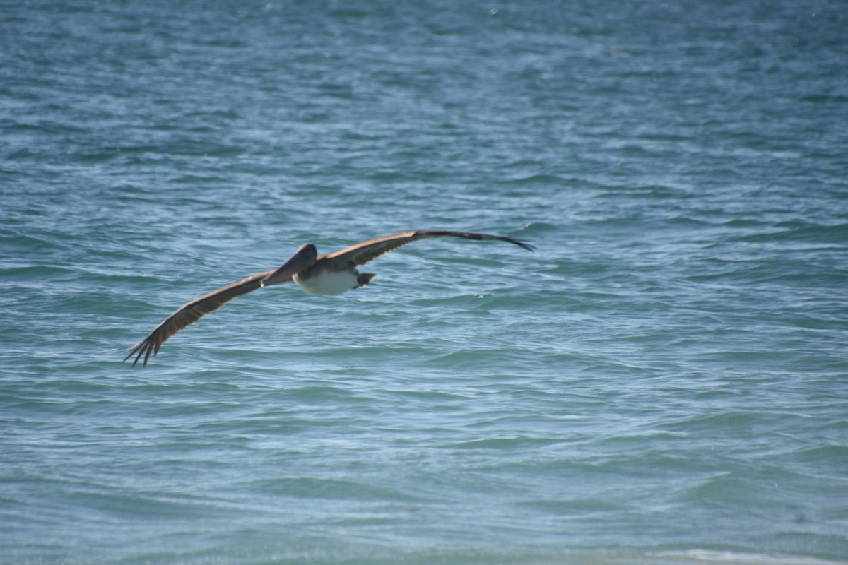 Brown Pelican - ML650398940