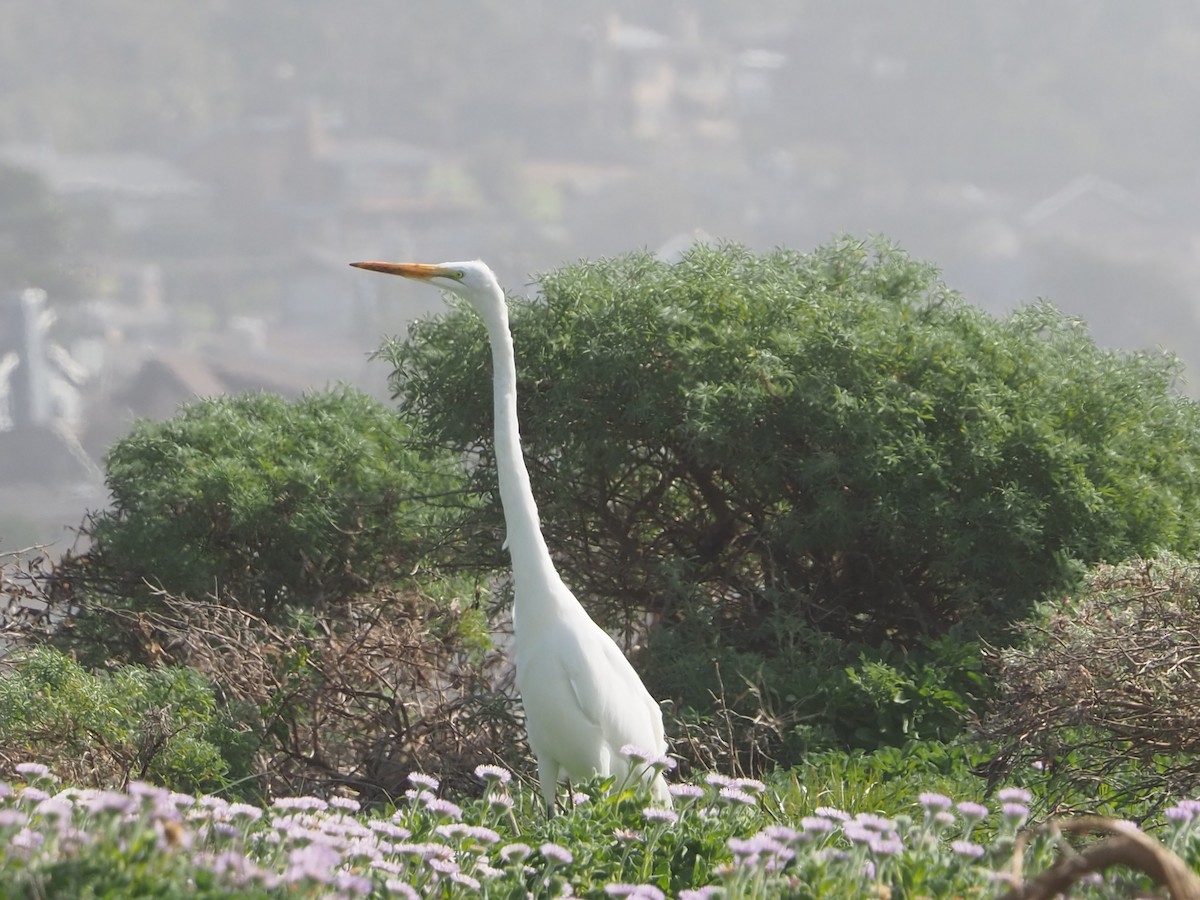 Great Egret - ML650398941
