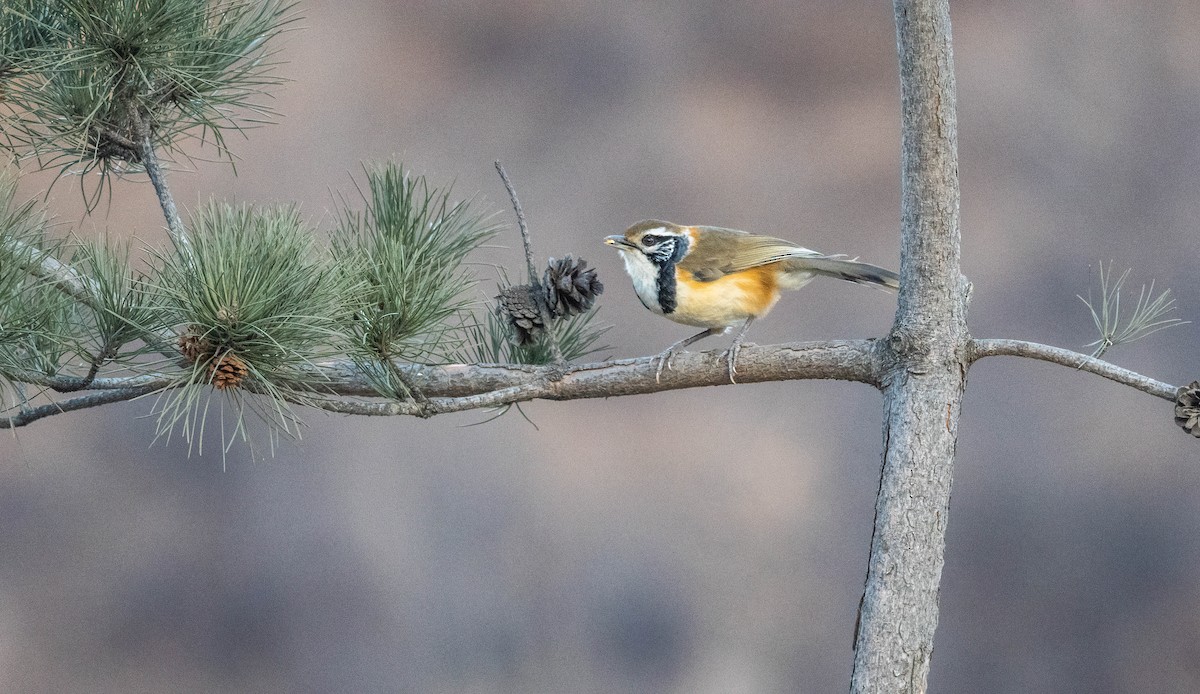 Greater Necklaced Laughingthrush - ML650398942
