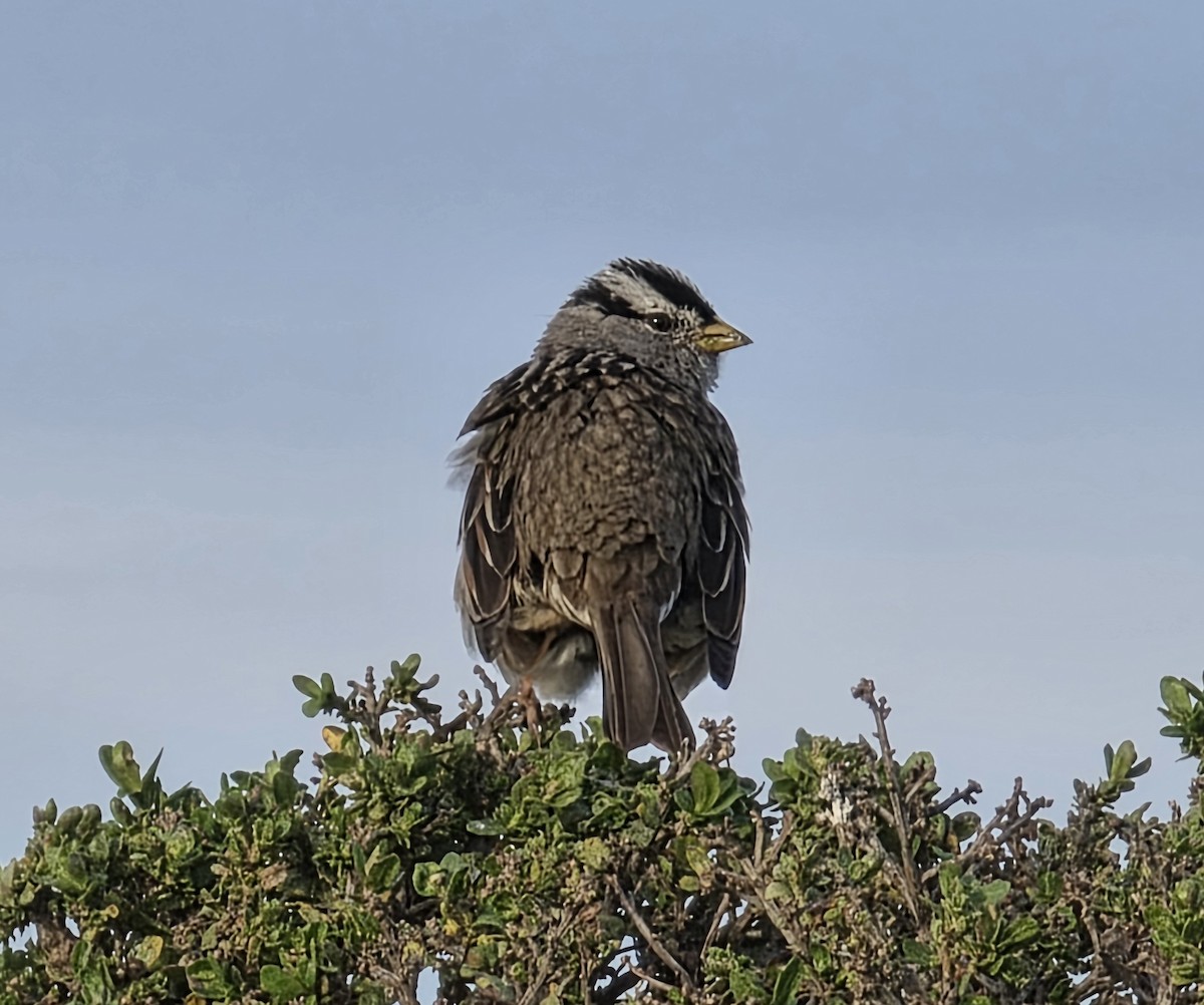 White-crowned Sparrow - ML650398943