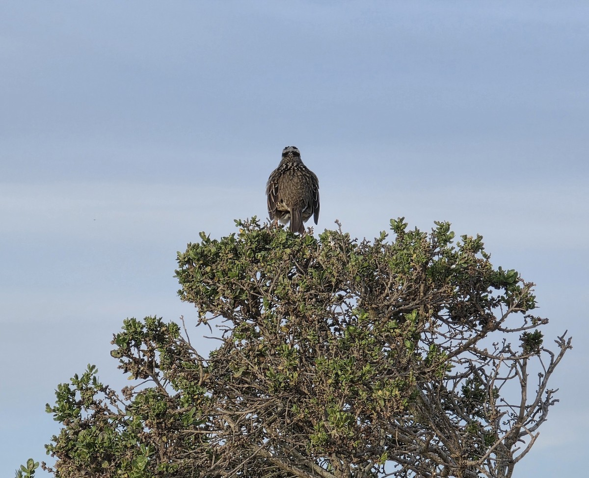 White-crowned Sparrow - ML650398944