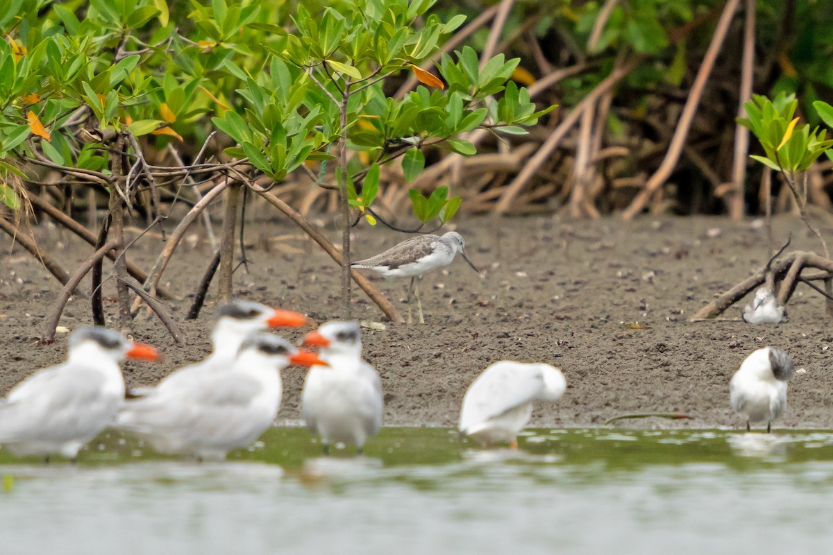Common Greenshank - ML650398945