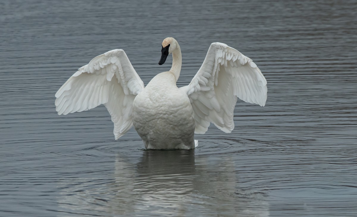 Лебедь-трубач - ML650398946