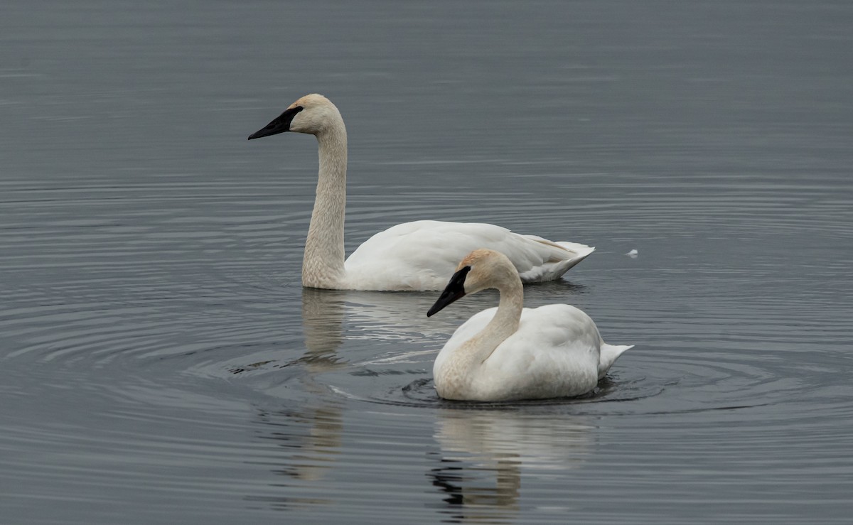 Лебедь-трубач - ML650398947