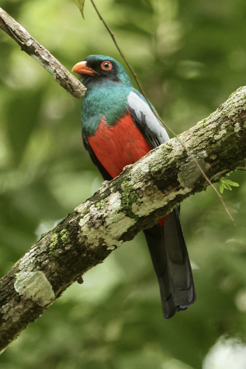 Slaty-tailed Trogon - ML650398949