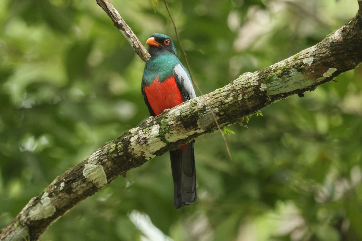 Slaty-tailed Trogon - ML650398950