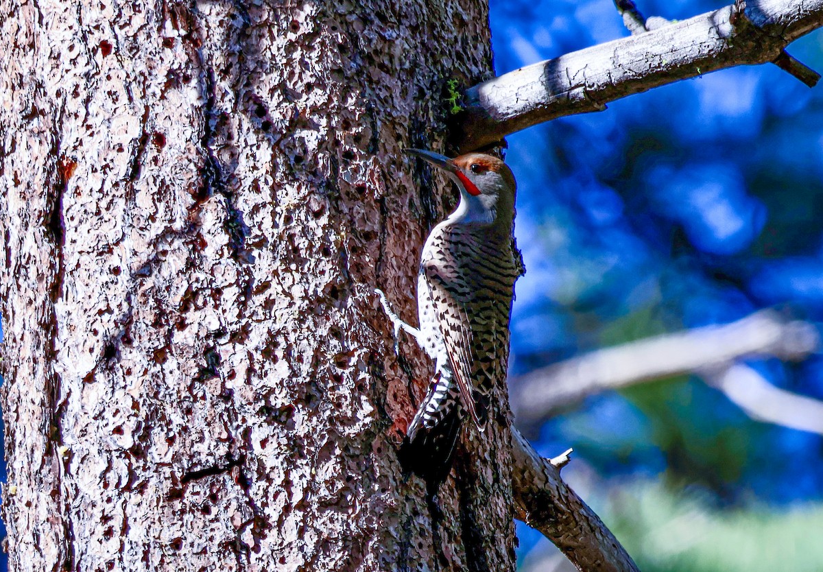 Northern Flicker (Red-shafted) - ML650398952