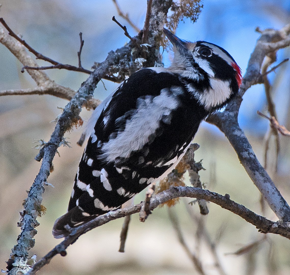 Downy Woodpecker - ML650398954