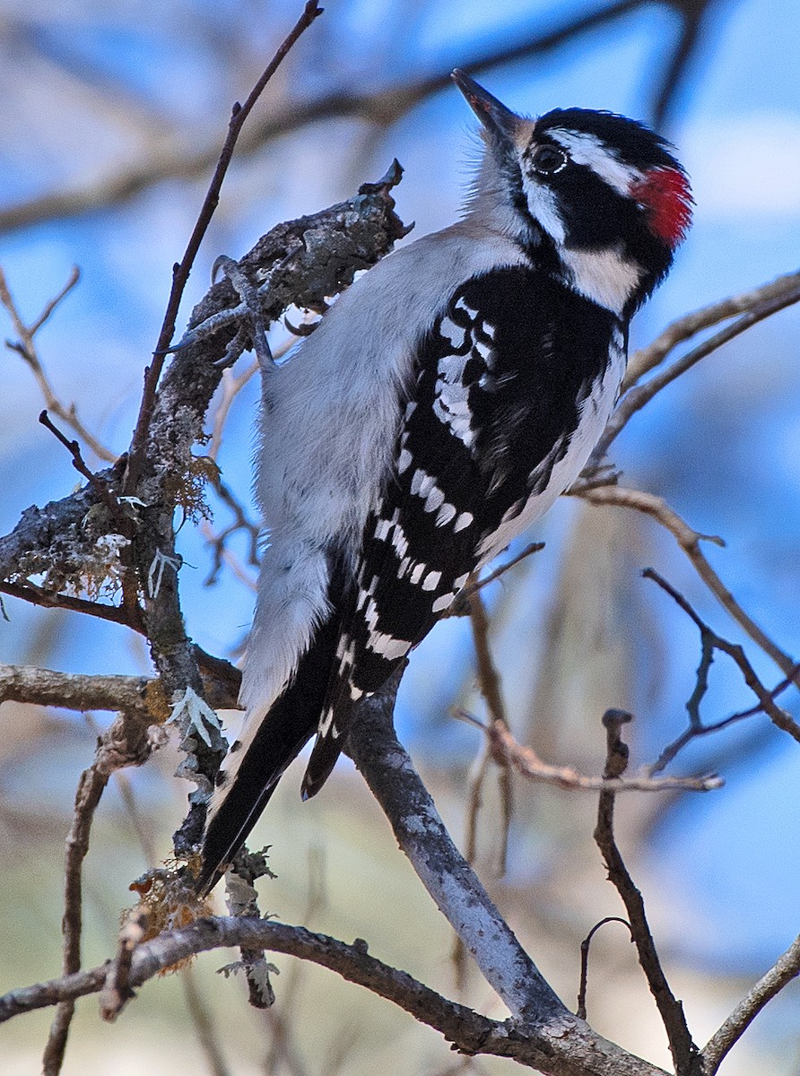Downy Woodpecker - ML650398955