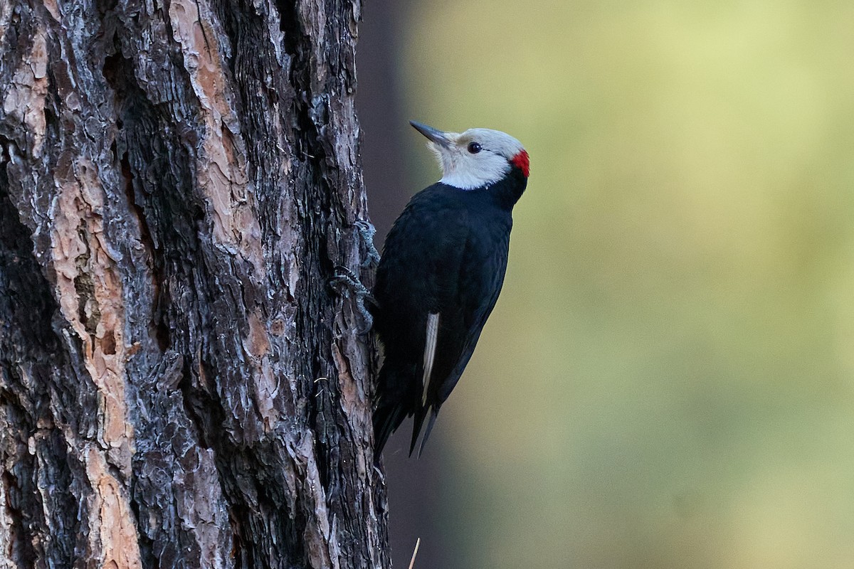 White-headed Woodpecker - ML650398958