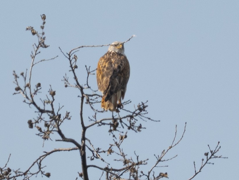 Ferruginous Hawk - ML650398961