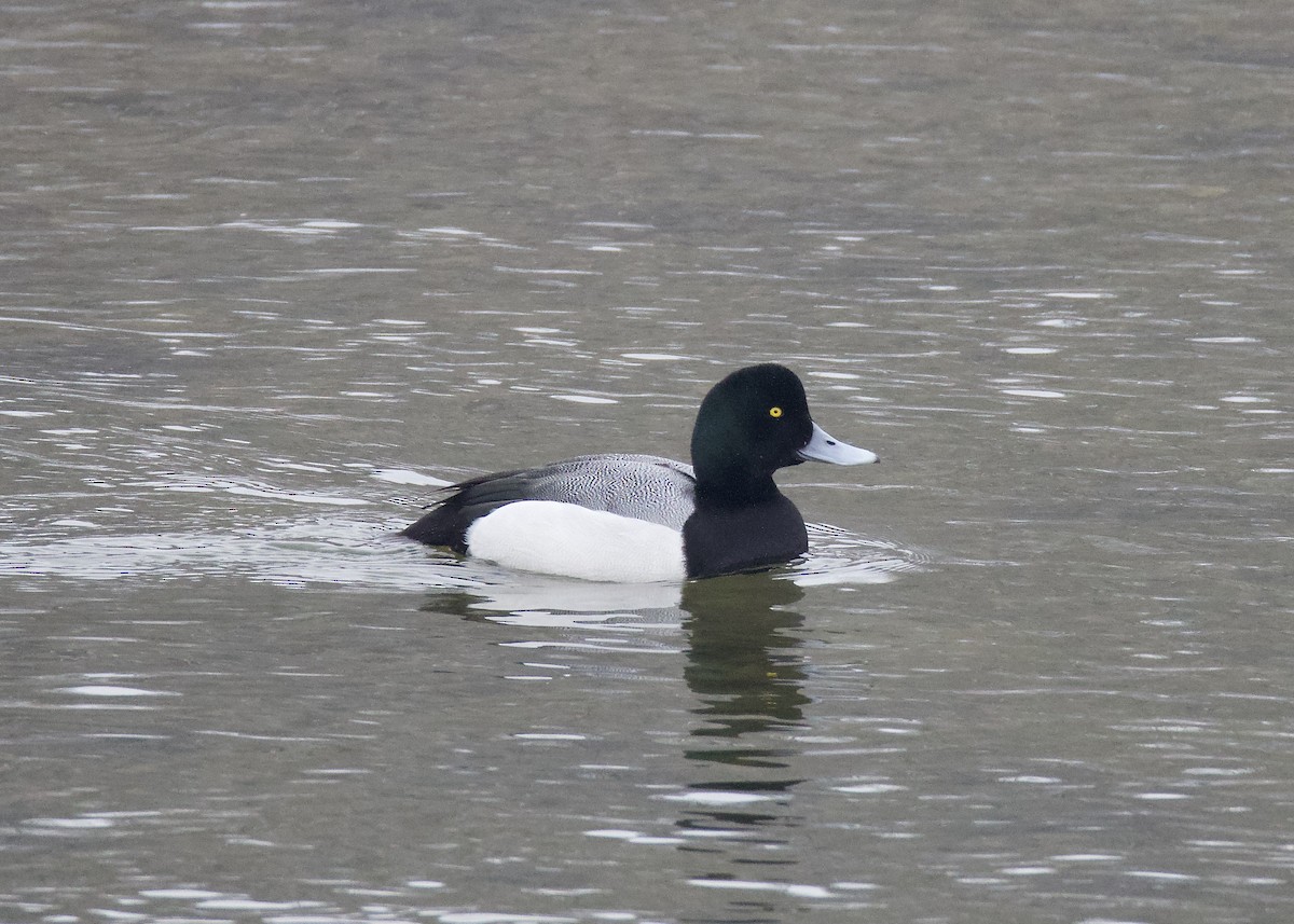 Redhead - ML650398962