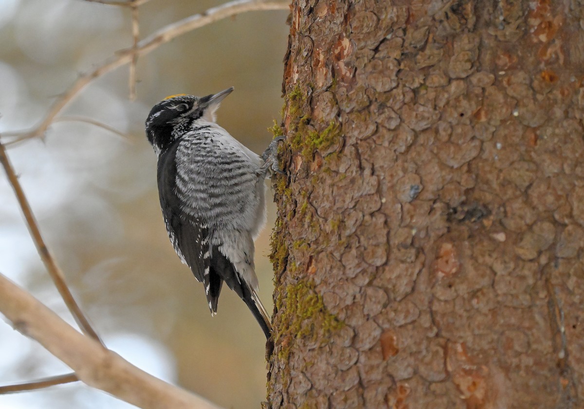 American Three-toed Woodpecker - ML650398963