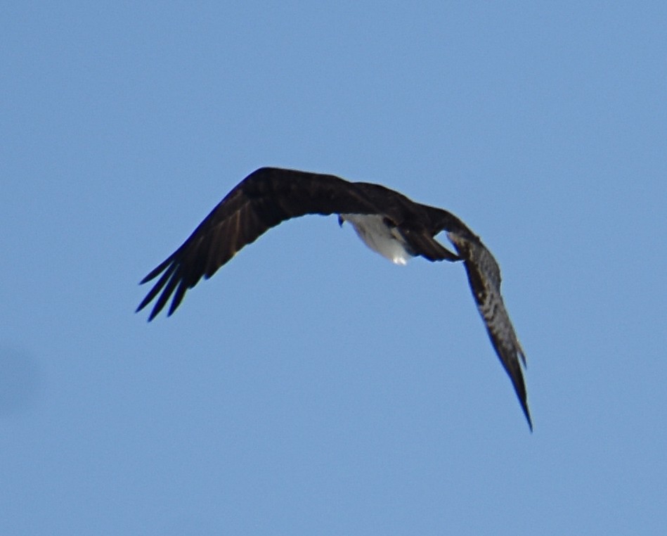 Osprey - ML650398964