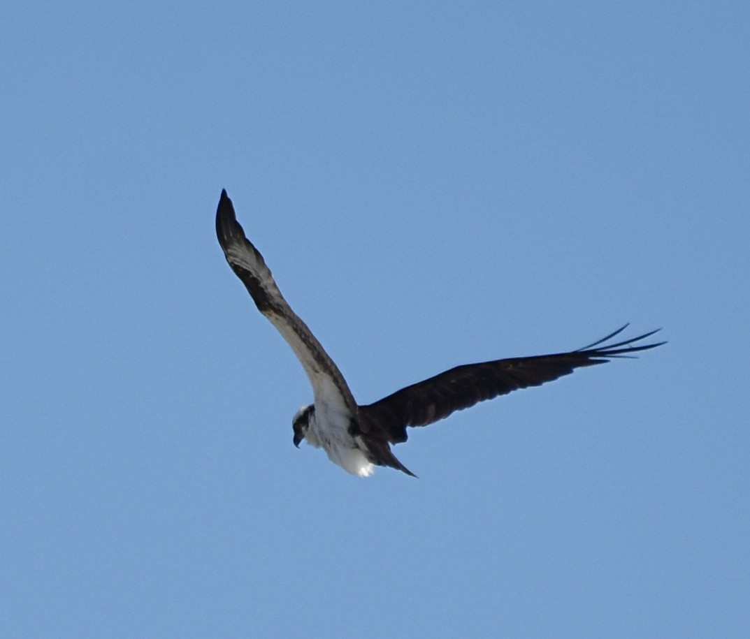 Osprey - ML650398965