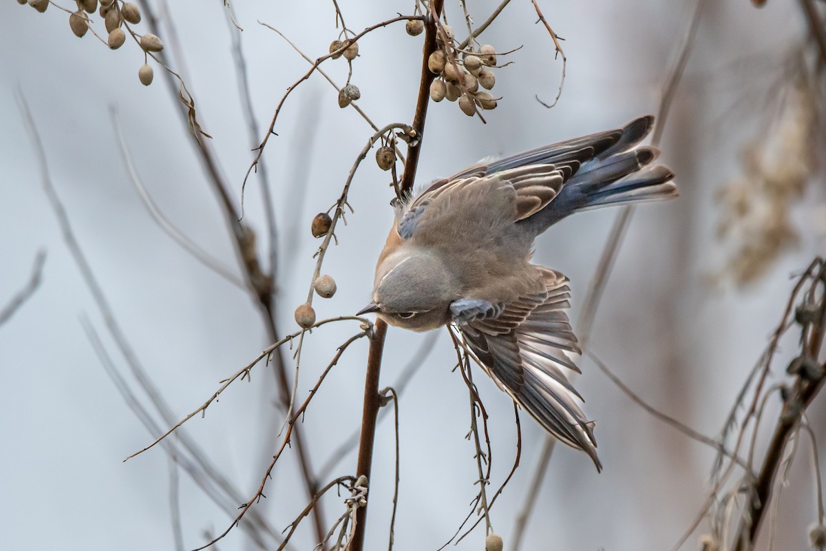 Западная сиалия - ML650398980